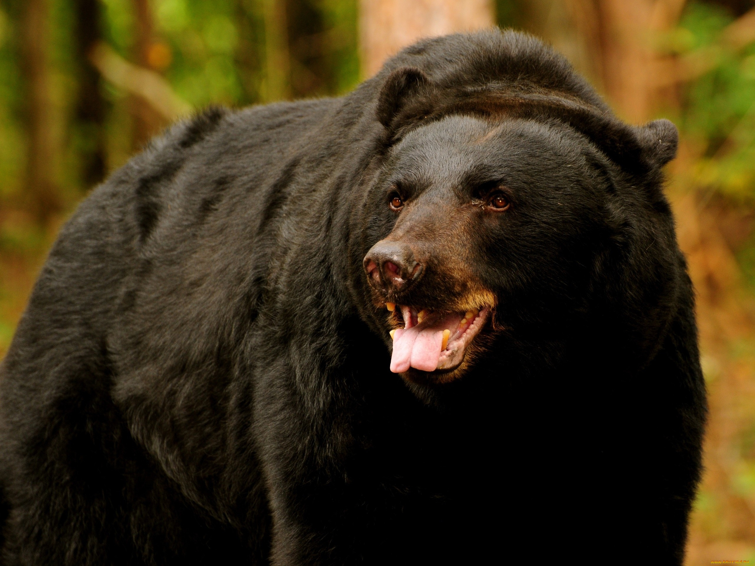 wild, black, bear, , , , 